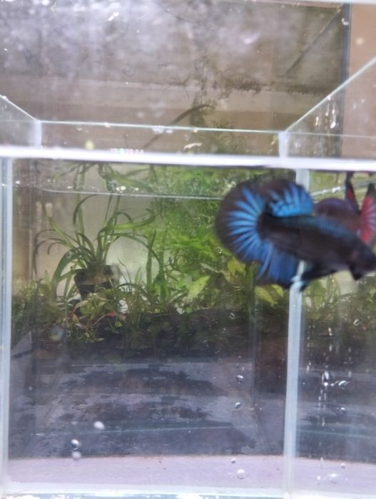 Bettas  Macho – Várias Cores e Padrões