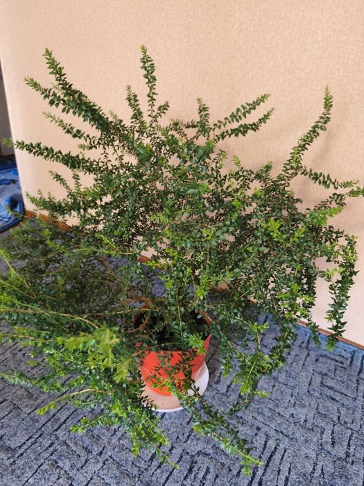 Продам великий вазон мірт.