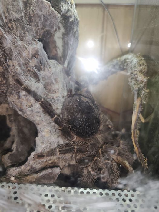 Lasidora parahybana samica 7dc wraz z terrarium