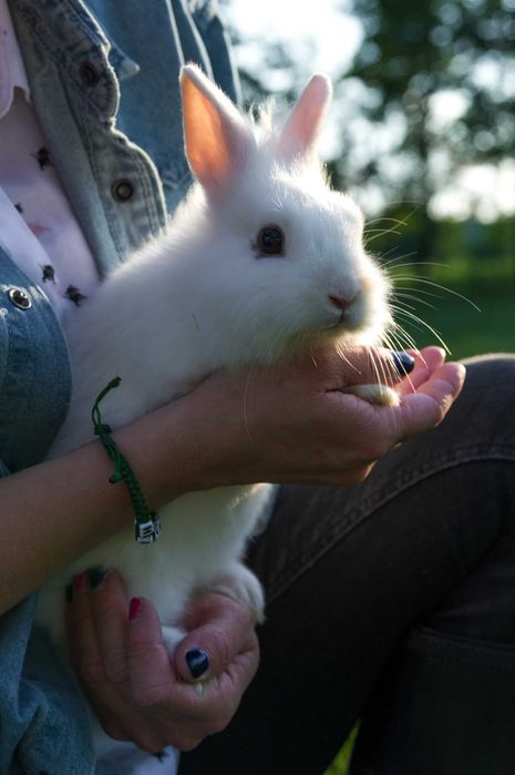 króliki lewki - miniaturki lwie