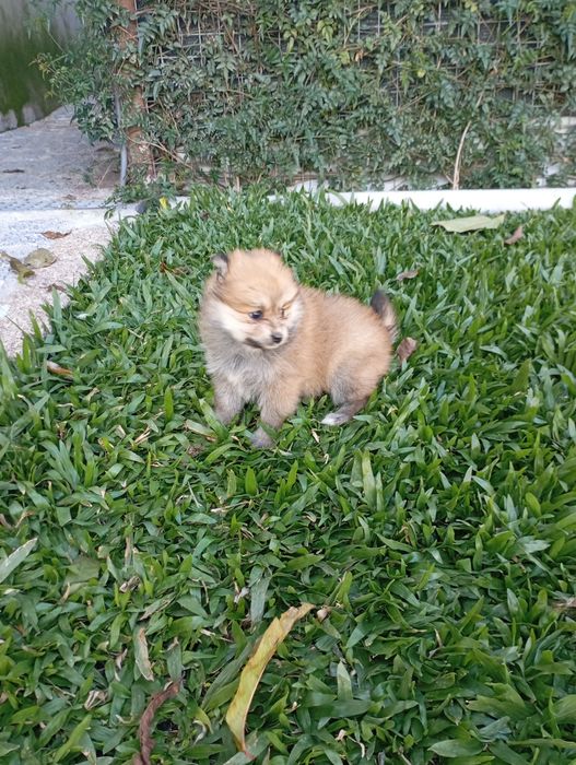 Spitz alemão fêmea