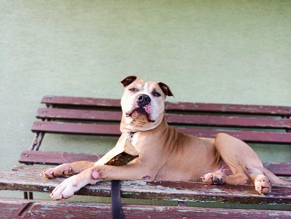 Oddam amstaff / pitbull