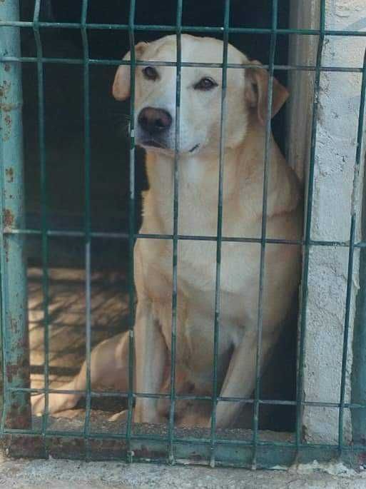 MENINO (Macho, 4 Anos) Para Adopção