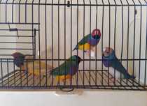 Diamante gould e mandarins