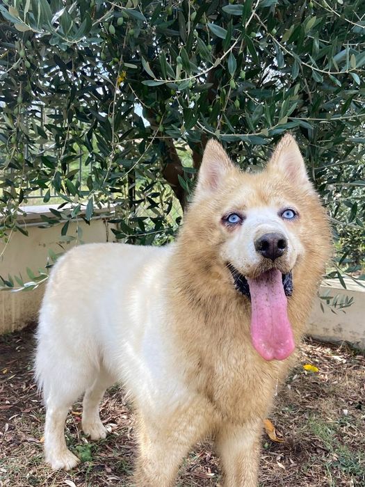 Вязка Сибирский Хаски в Активном поиске