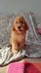 Irishdoodle goldendoodle rodzice przebadani genetycznie.