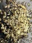 Monomorium floricola 15q+50-80w