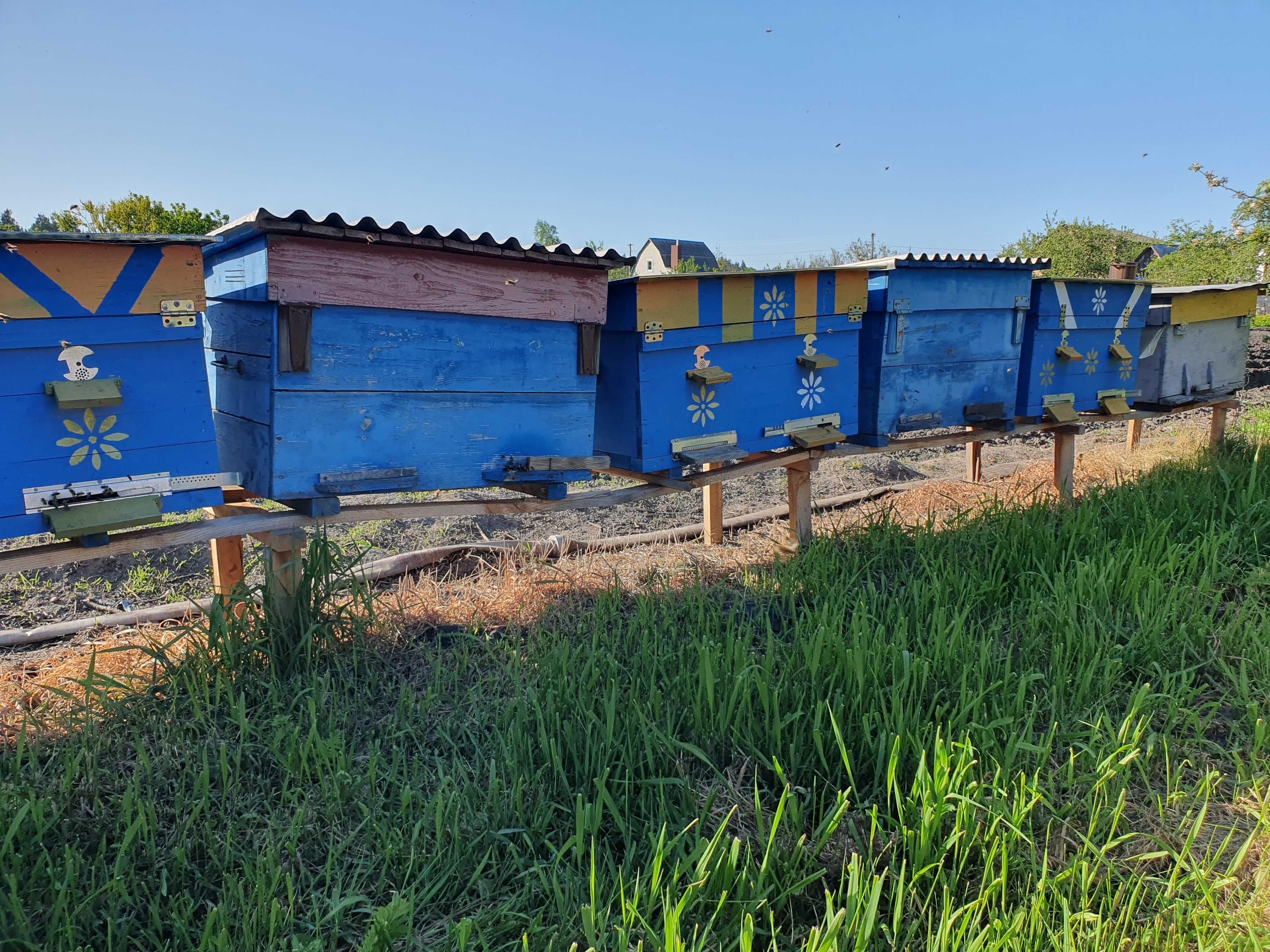 Бджолосім ї  на дадановську та українську рамку.