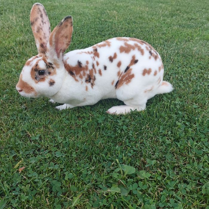 Кролики рекс триколор