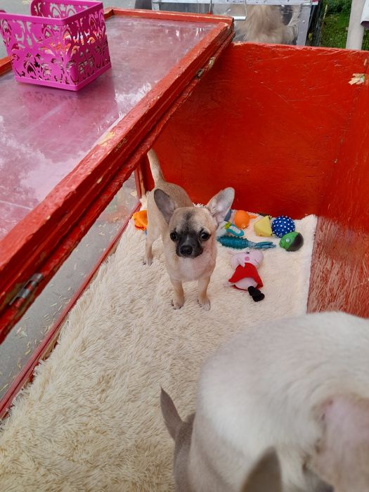 Продажа чихуахуа