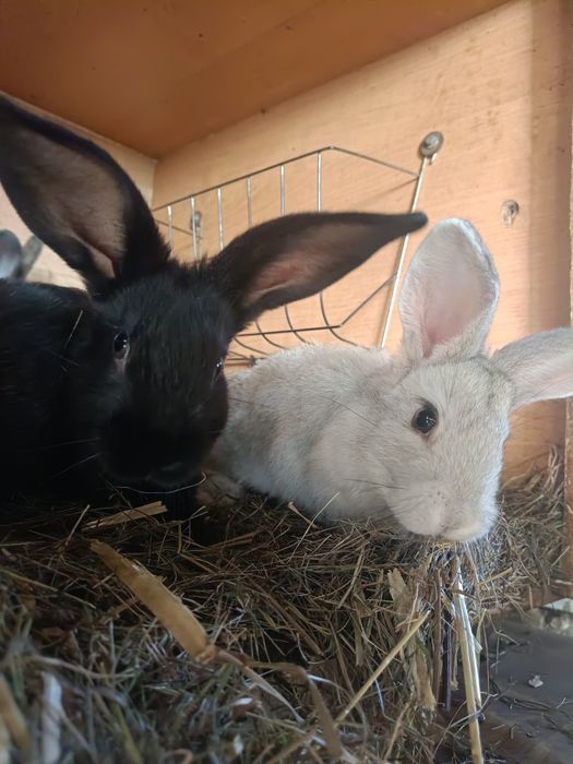 Króliki chodowlane młode