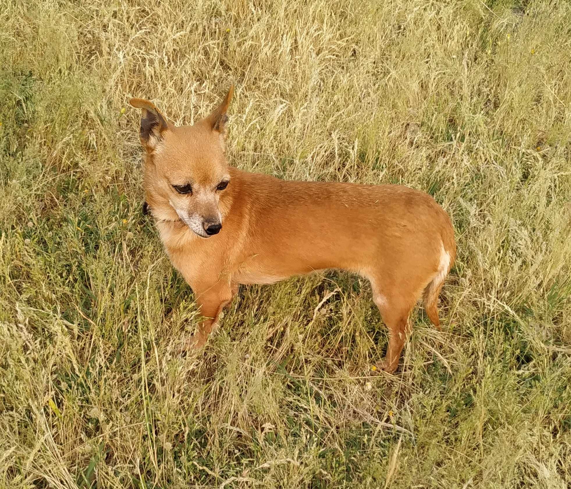 cadelinha muito meiga para adoção