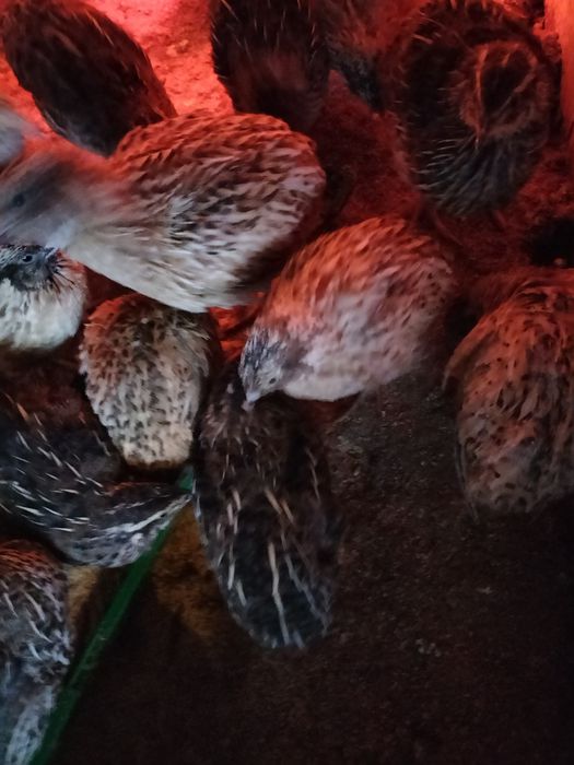 Codornizes para consumo / criação