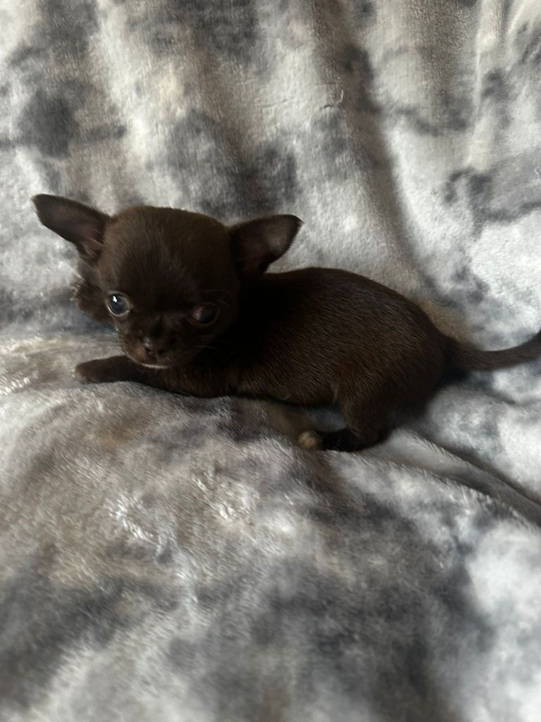 Chihuahua  Super Mini. Menina  Chocolate perfeita de focinho curto.