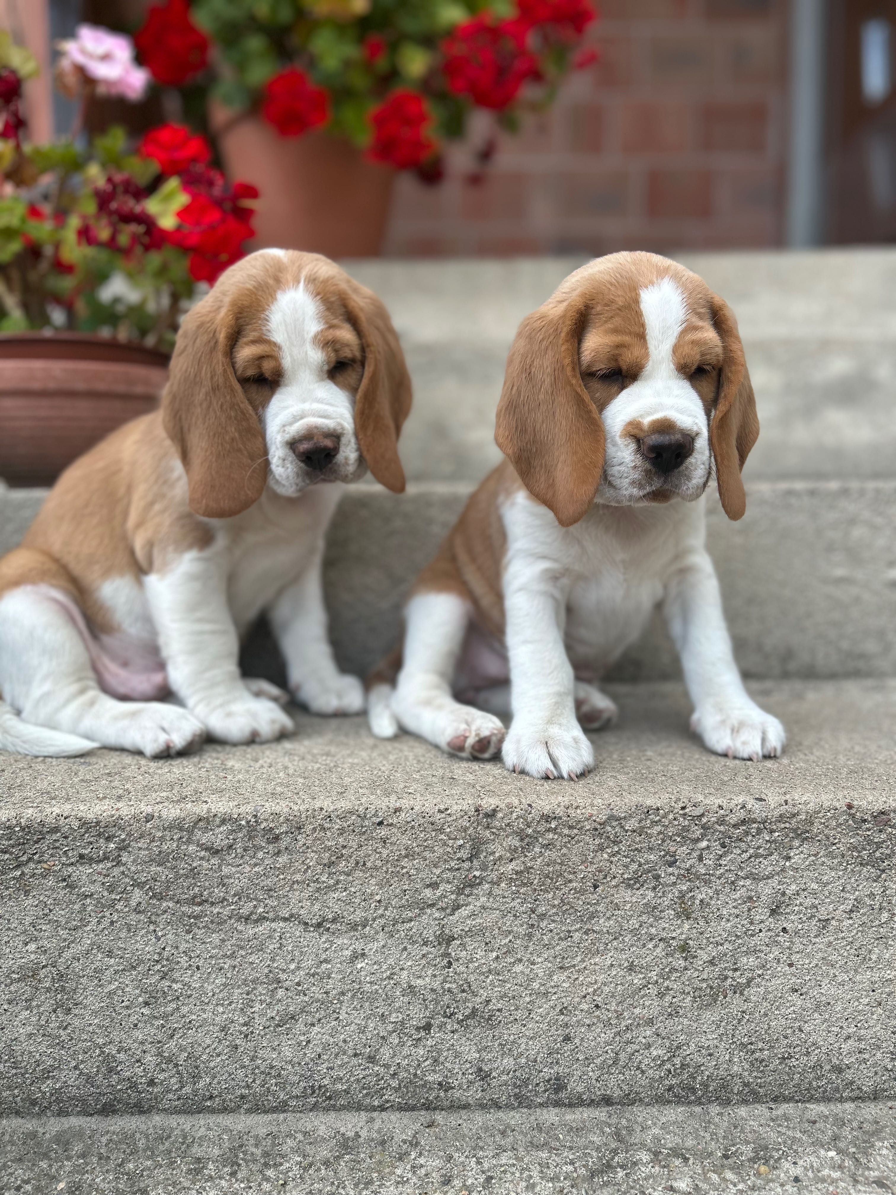 Szczeniak Beagle - piesek bicolor gotowy do odbioru