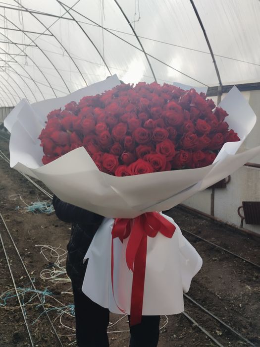 Розы 51,101, от производителя