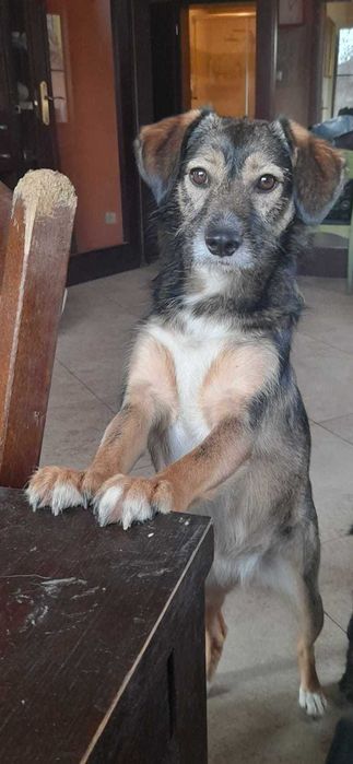 Lusia kochana ok 2 let. sunieczka blaga o dom Wioletta Maś