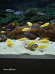 Pyszczaki Yellow 4 cm labidochromis caeruleus malawi