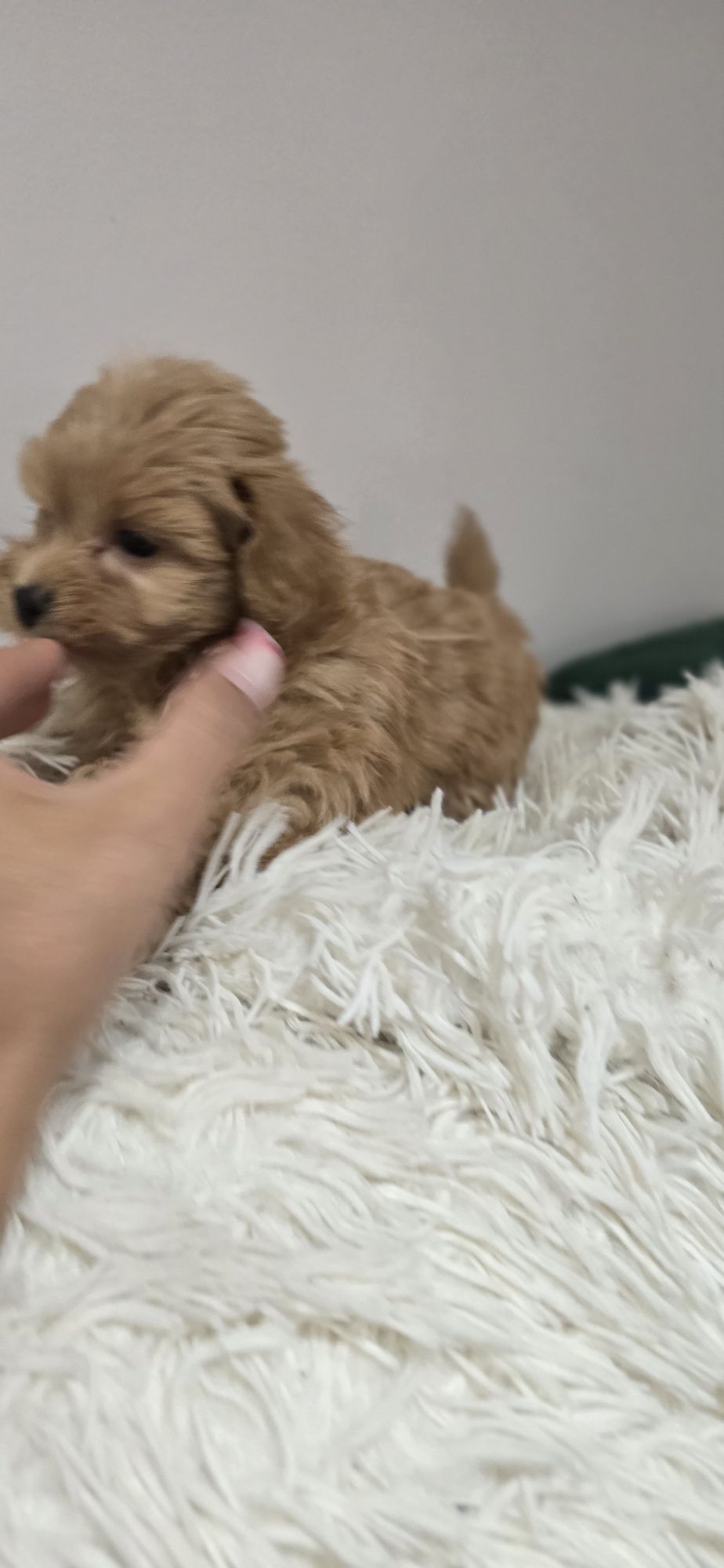 Maltipoo piesek red red-brown xxs
