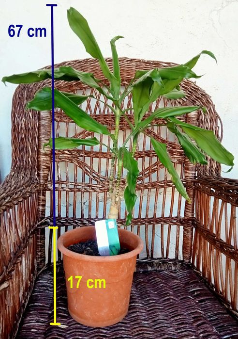 Dracaena fragans 67 cm
