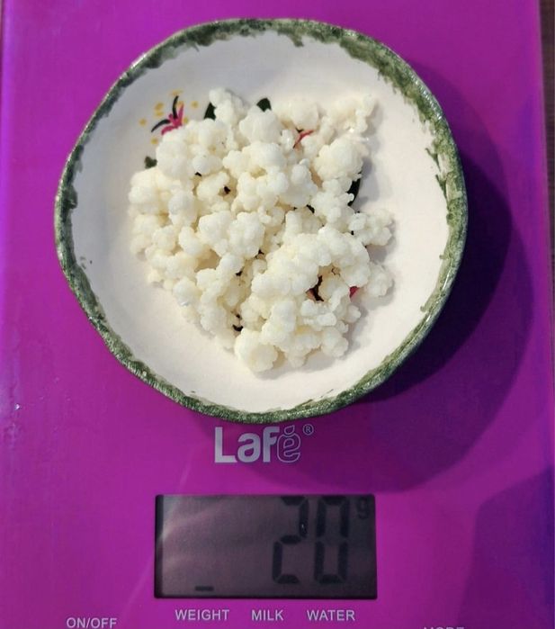 Grzybek tybetański (kefir mleczny)