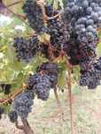 Uvas para vindima (melhor oferta)
