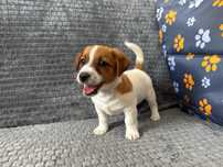 Jack Russell Terier suczka Amber