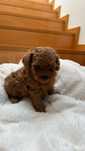 Poodle vermelho sublime