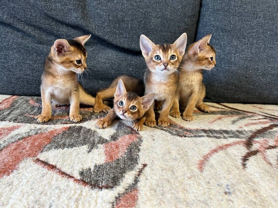 Абиссинский кот дикого окраса, вязка,