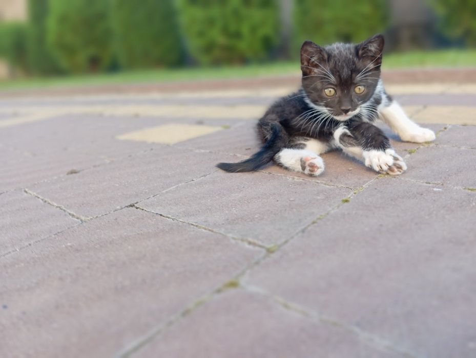 Кошенята в добрі руки