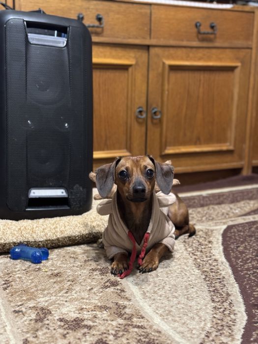 Вязка мини таксы (кобель).