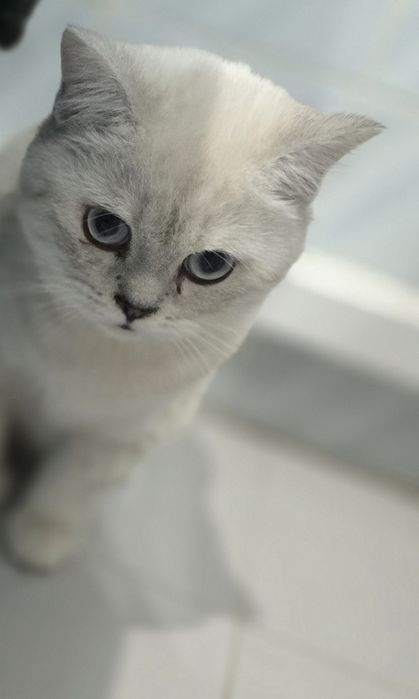 Adoção Responsavel