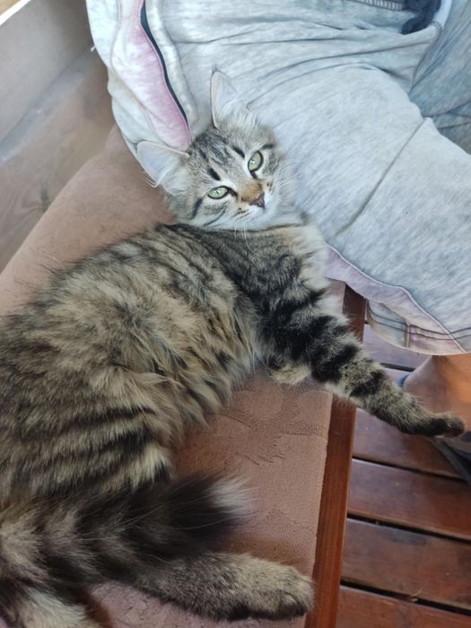 Симпатичные котята даром. Кот. Кошка. Котенок бесплатно