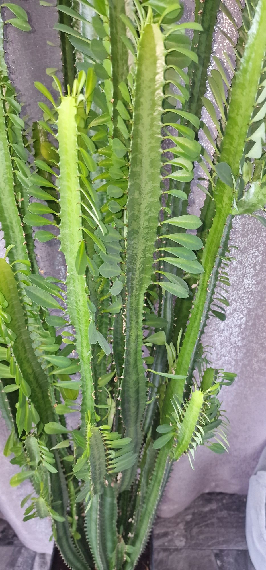 Piękny bardzo duży kaktus 220cm z donicą