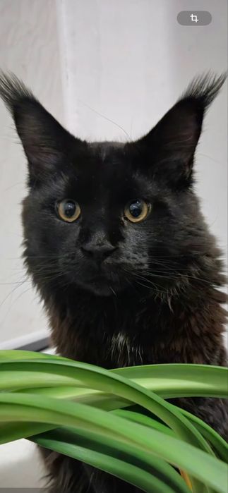 Кошеня породи Мейн Кун(хлопчик)