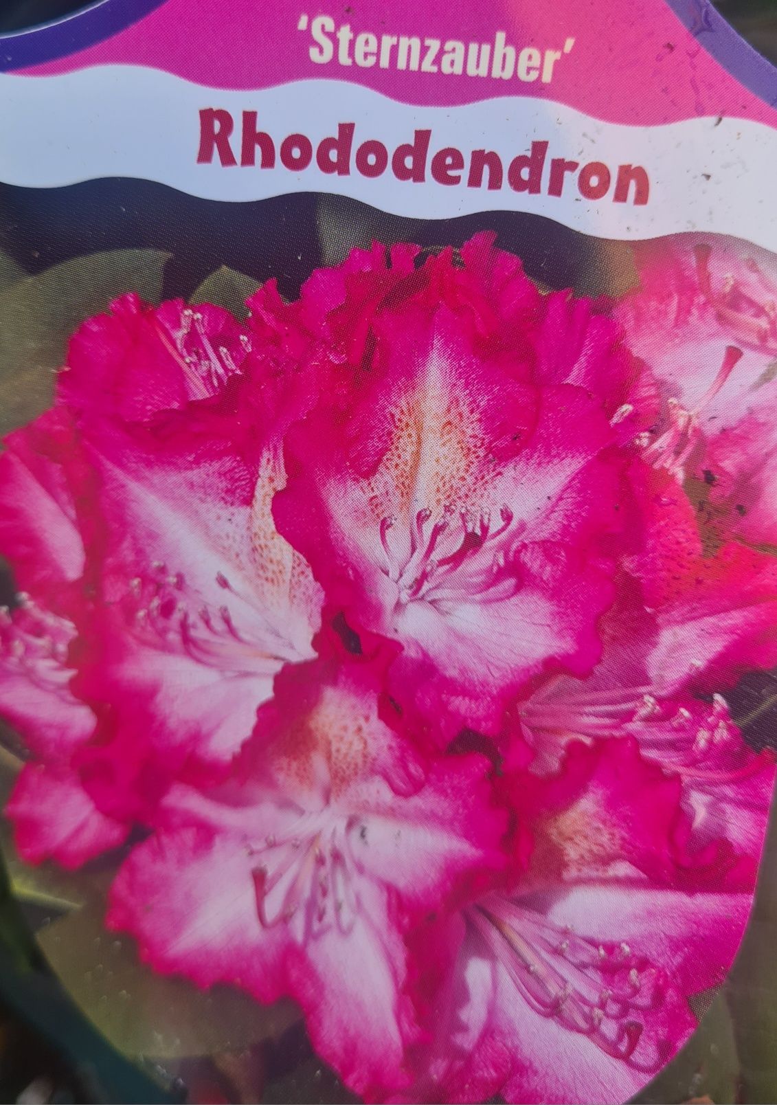 Rododendron Różanecznik zimozielony krzew kwinacy duże sadzonki