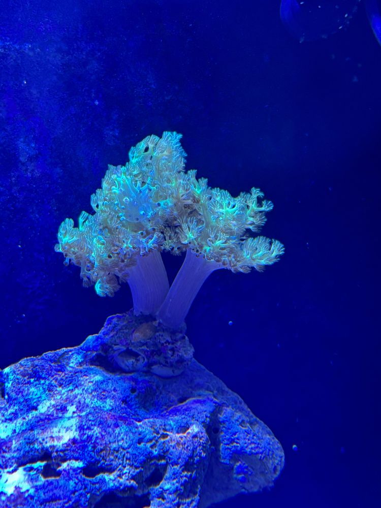 Coral kenya 3 pedras