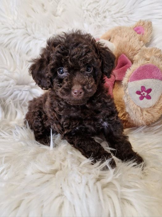 **KSENIA**sunia pudel toy choco do rezerwacji