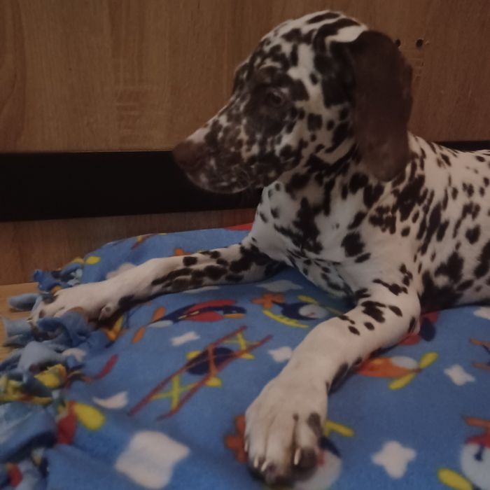 Далматинець дівчинка