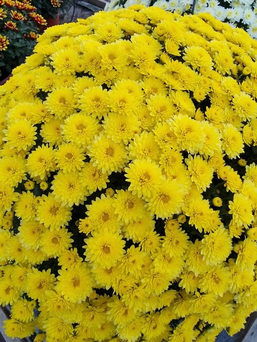 Chryzantemy drobnokwiatowe