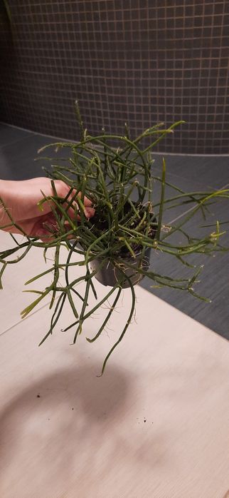 Zestaw kwiatów doniczkowych