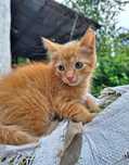 Рыжий котёнок мальчик ищет дом! Отдам в хорошие руки!
