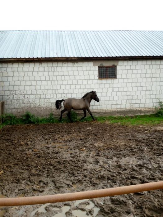 Sprzedam ogierka huculski