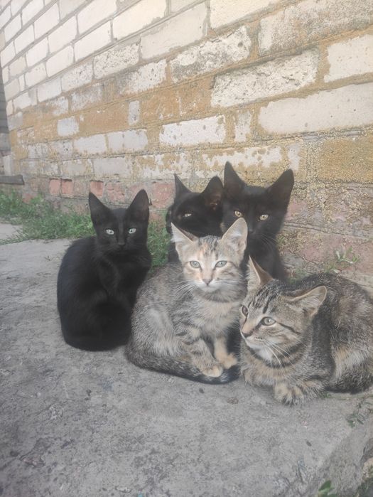 Вітдам котиків у добрі руки!!! Терміново