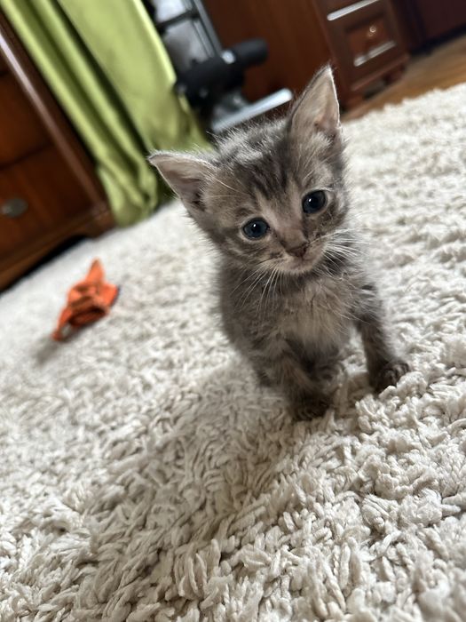 Маленькі кошенята