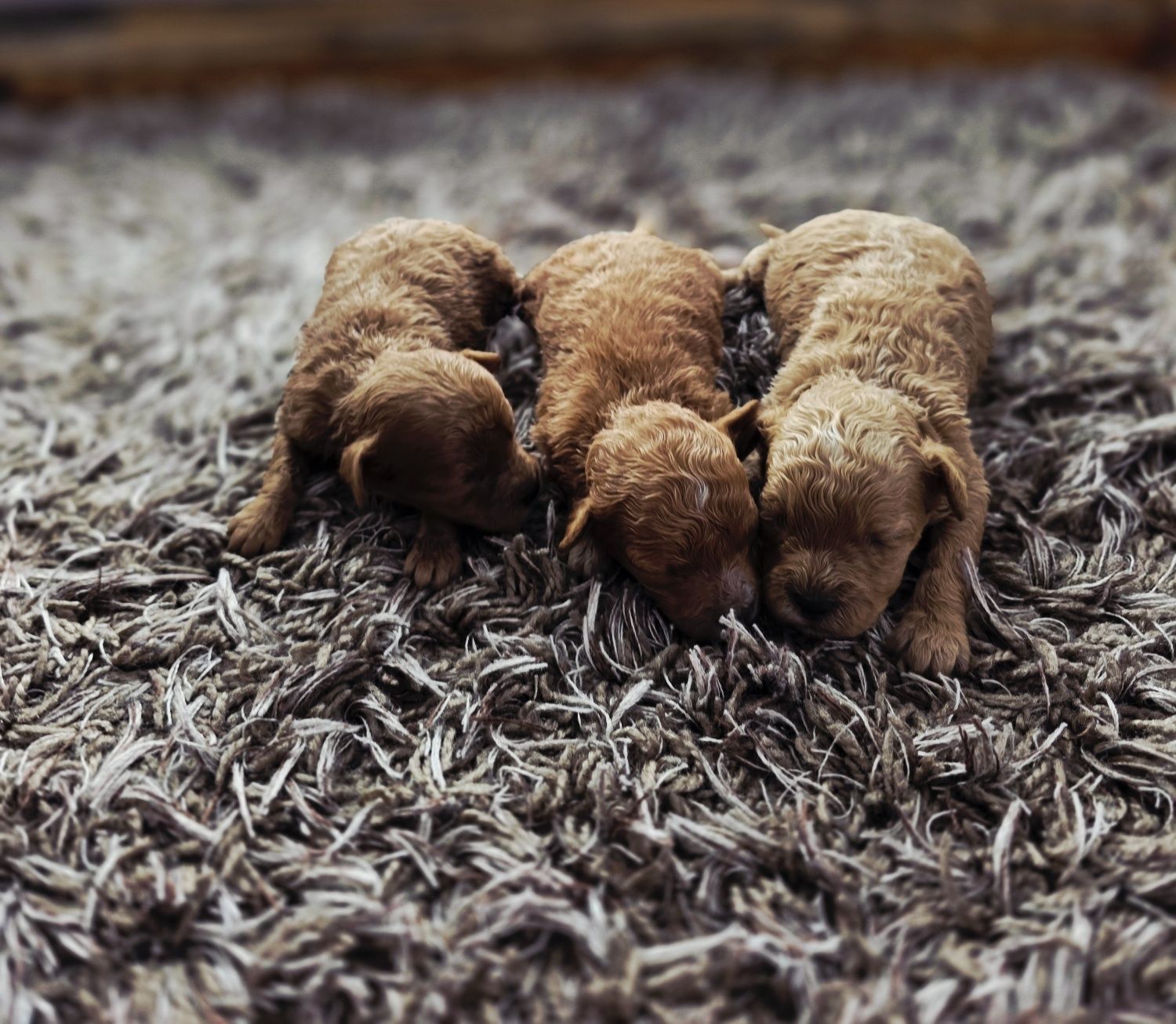 Bichpoo  maltipoo suczka f1b ciemne