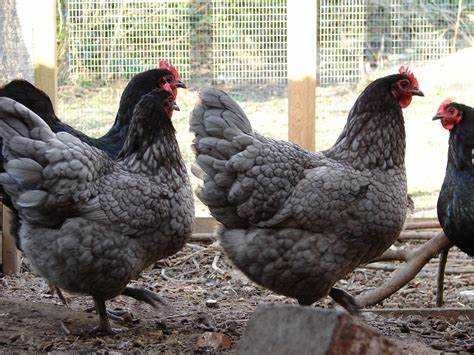 Ovos de Galinha Australorp