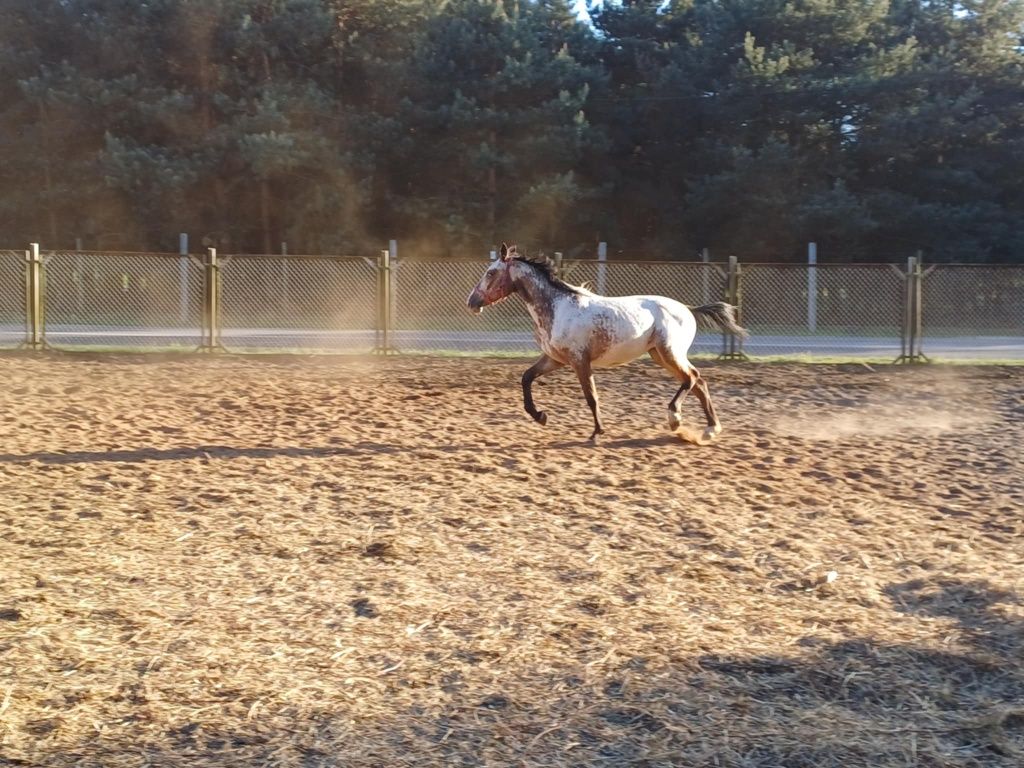 Sprzedam klacz tarantowatą