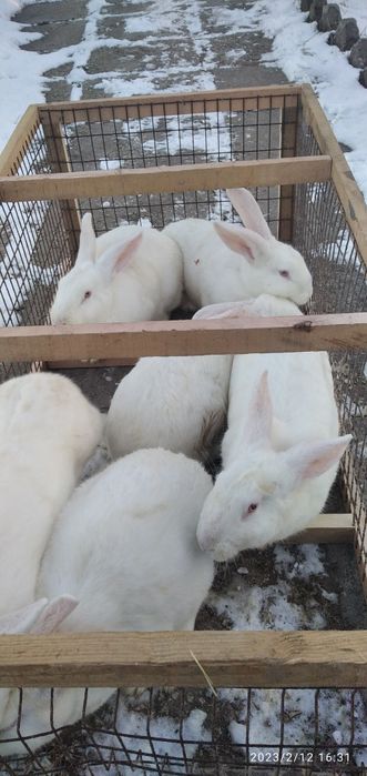 Продам кроличок породи термонська біла