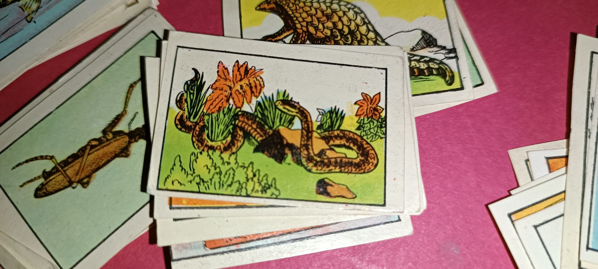 Antigos cromos da coleção zoologia 1 série